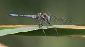 Orthetrum chrysostigma male-190183